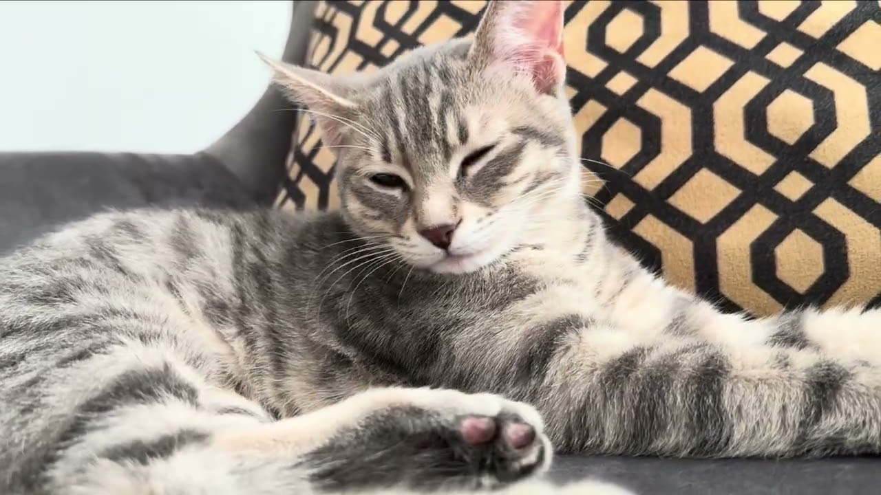 Успокаивающее видео с кошкой 🐱 | Успокойте свой разум и снимите стресс