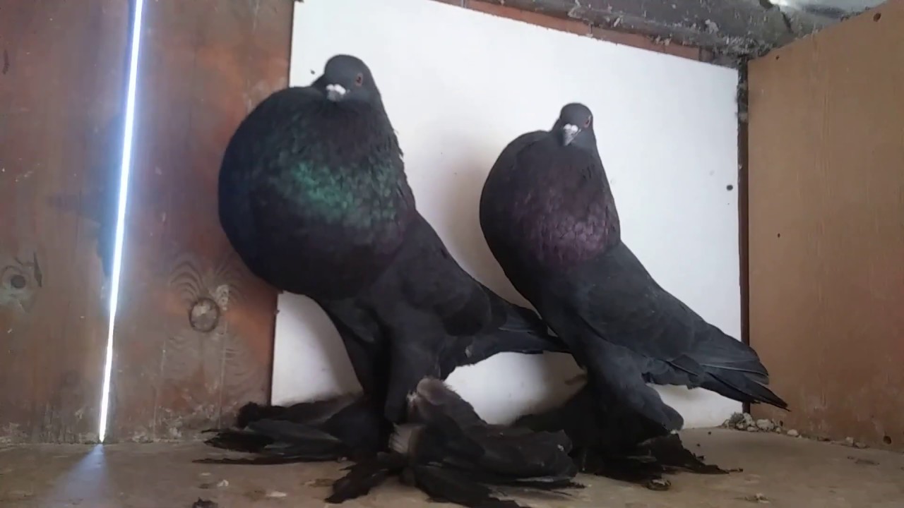 Garłacze Pomorskie na sprzedaż, Pommeranian Pouter for sale.  Tel: 696 982 184