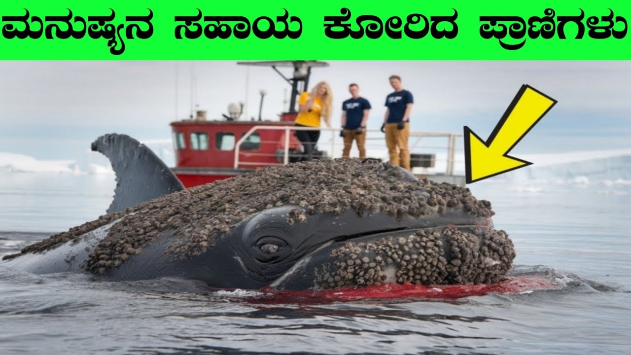 Most Unbelievable Animal Movements Caught On Camera | Episode 14 | InFact Kannada | Kannada Facts