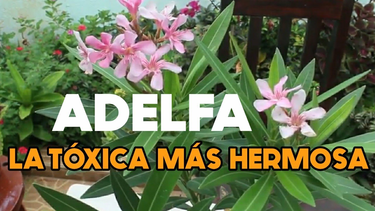 ADELFA como cuidar a la planta más  TÓXICA Y HERMOSA