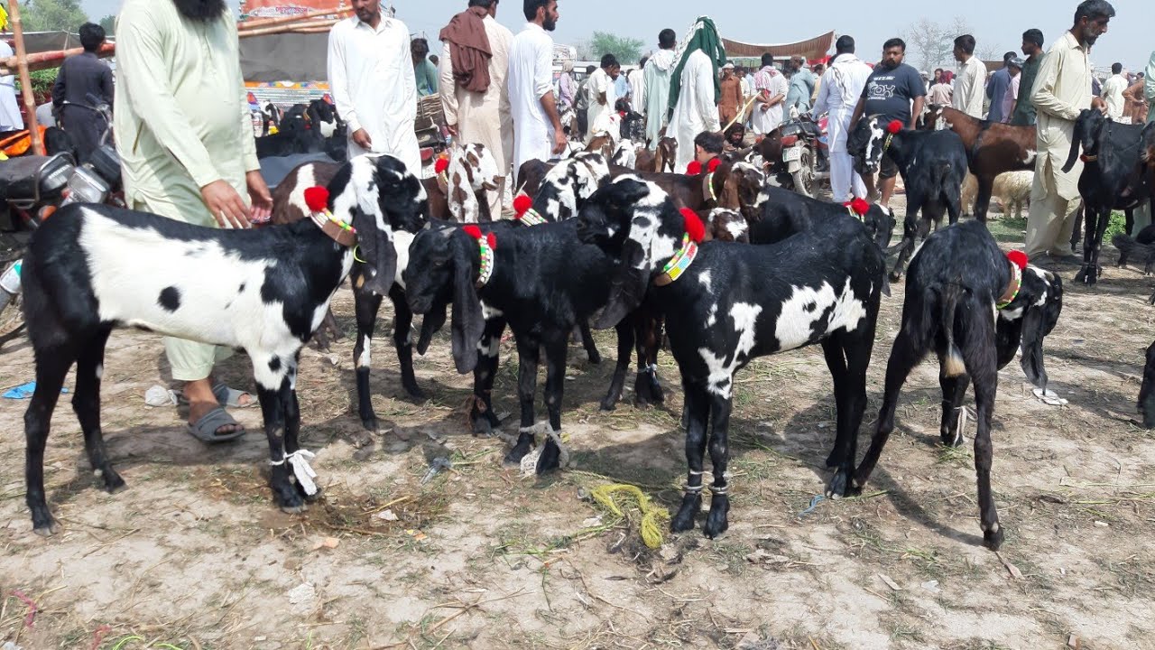 GIANT AMRITSERY BEETAL GOAT A+ QUALITY OF SAHIWAL GOAT MANDI
