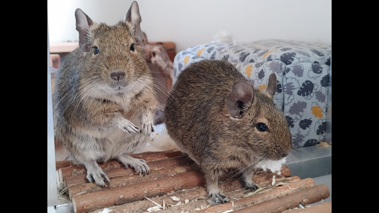 Tagesroutine bei den Degus