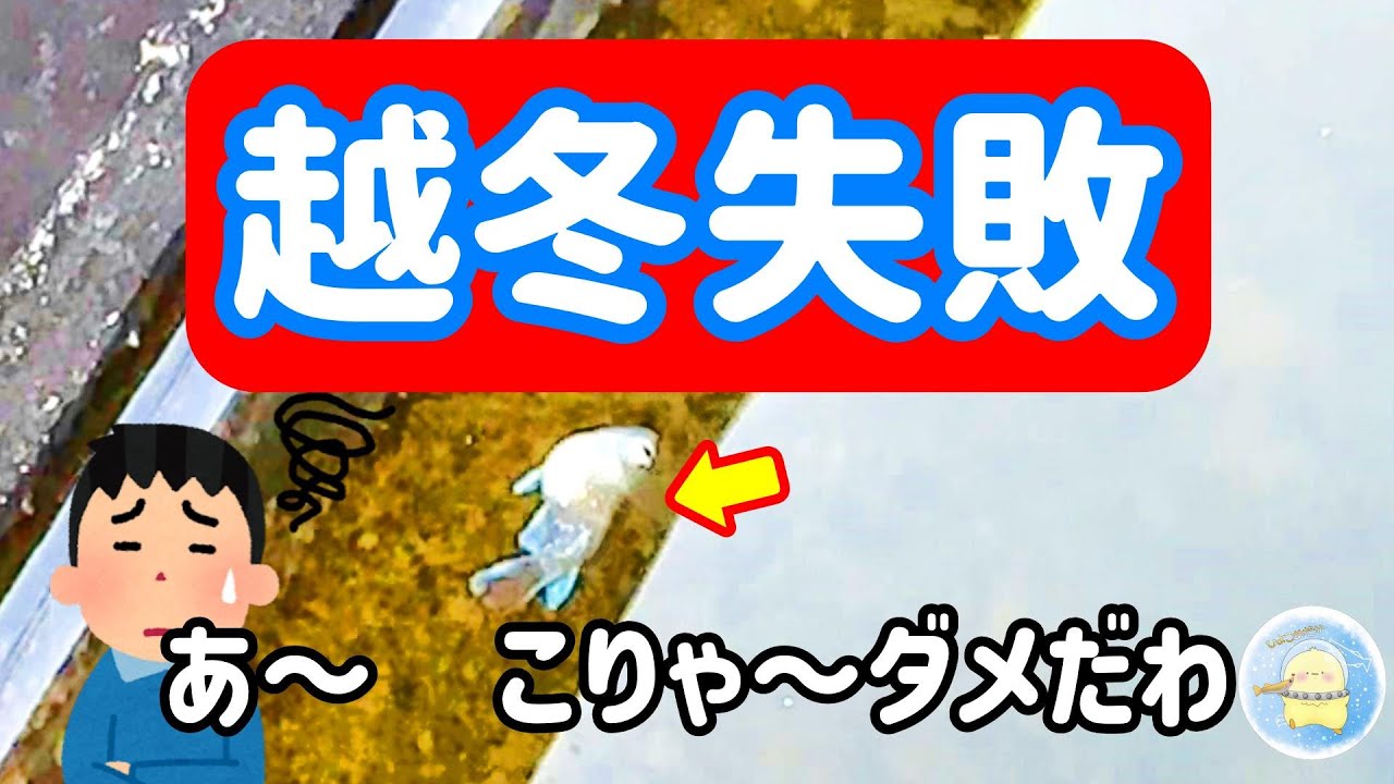 【悲報】メダカの越冬　失敗しました。【ひよこめだか/メダカ飼育】