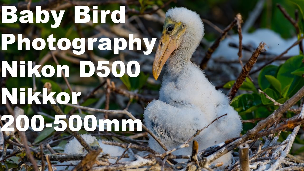Baby Birds  Wildlife Photography Wakodahatchee Wetlands Nikon D500 Nikon 200-500mm Golden Hour