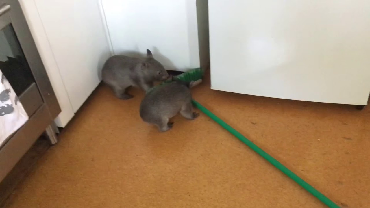 Baby wombats find lots of things to entertain themselves.