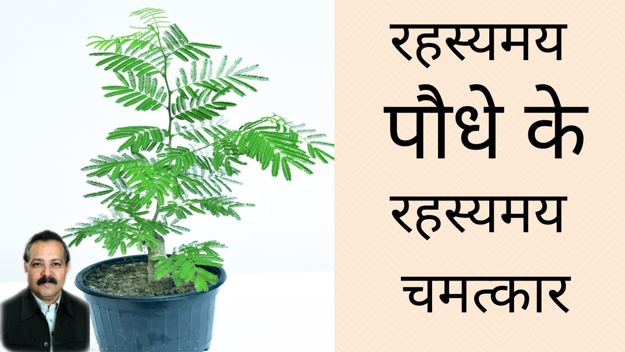 Vastu Shastra- Mysterious Benefits of this Mysterious Plant | शमी के रहस्यमय पौधे के रहस्यमय चमत्कार