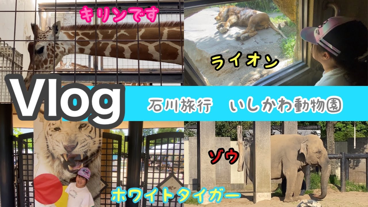 【ブイログ】いしかわ動物園のライオン『ララ』ちゃんに会って来た♪