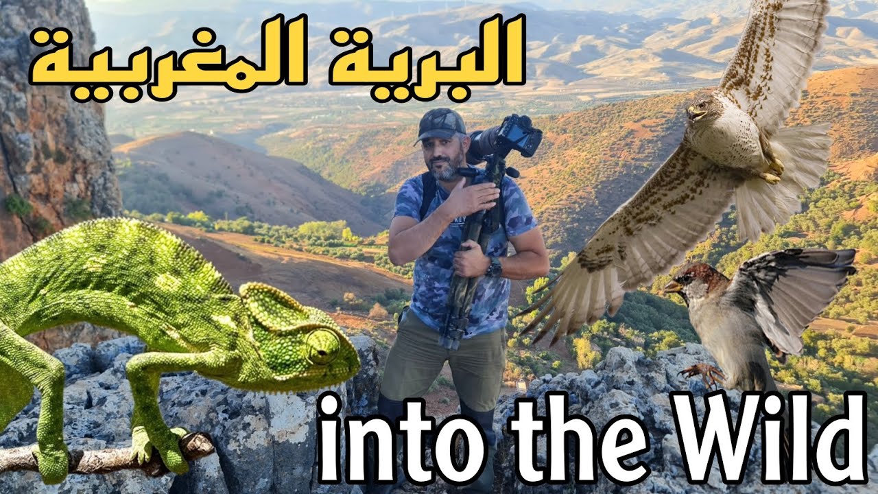 البرية المغربية : تصوير بعض المخلوقات البرية  Moroccan Wildlife