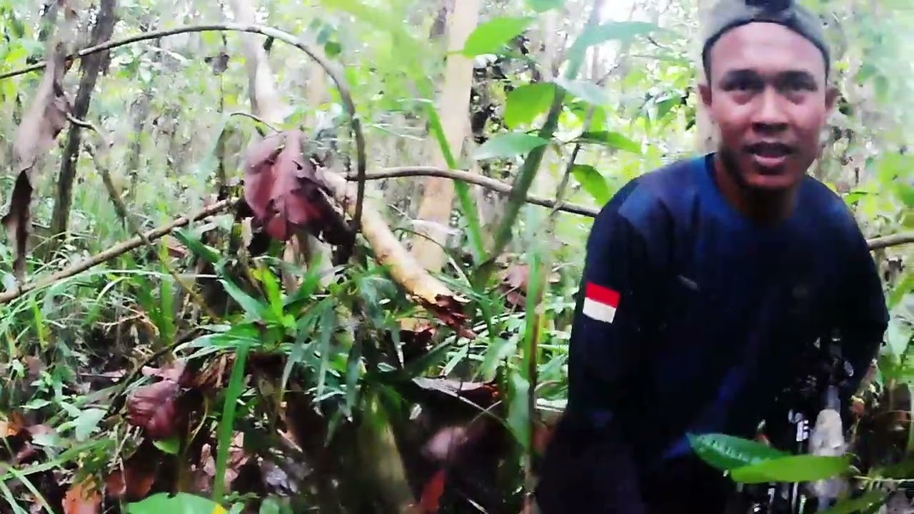 Berburu PEREGAM di hutan papua