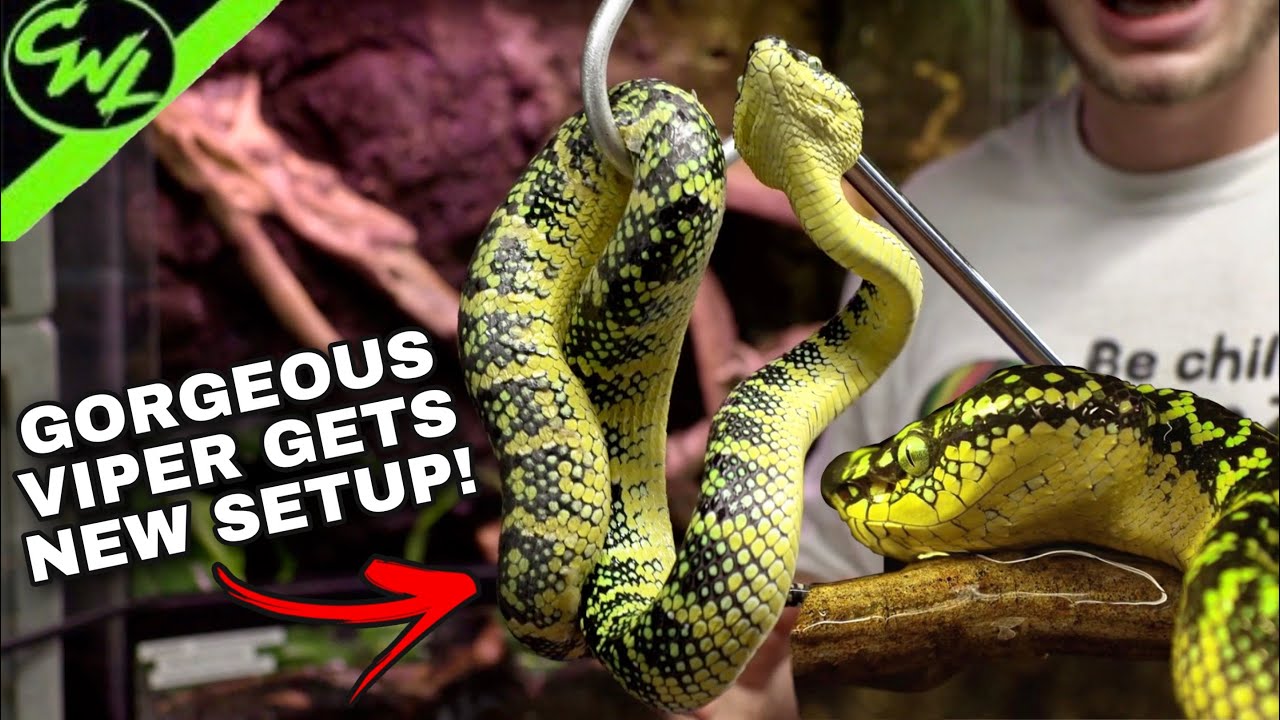 TEMPLE VIPER GETS NEW SETUP!