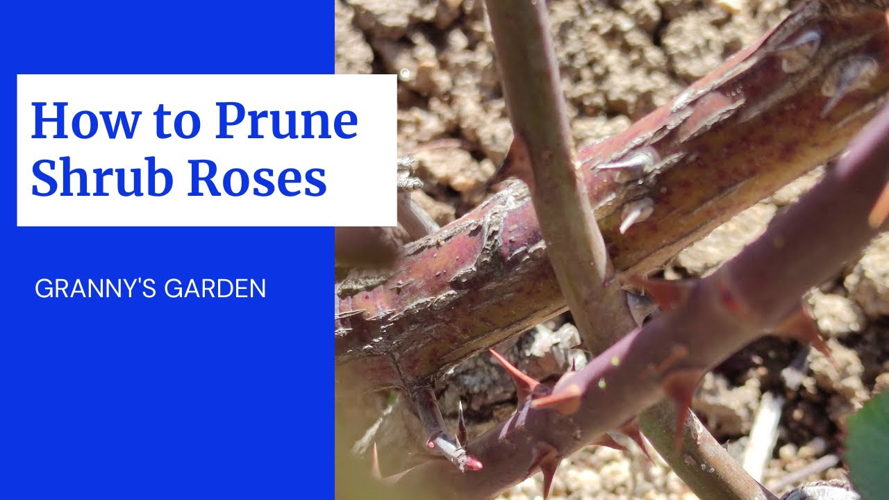HOW TO PRUNE SHRUB ROSES