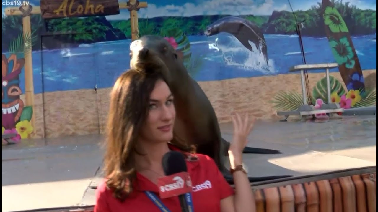 Kika and Syra the sea lions giving kisses at the East Texas State Fair!