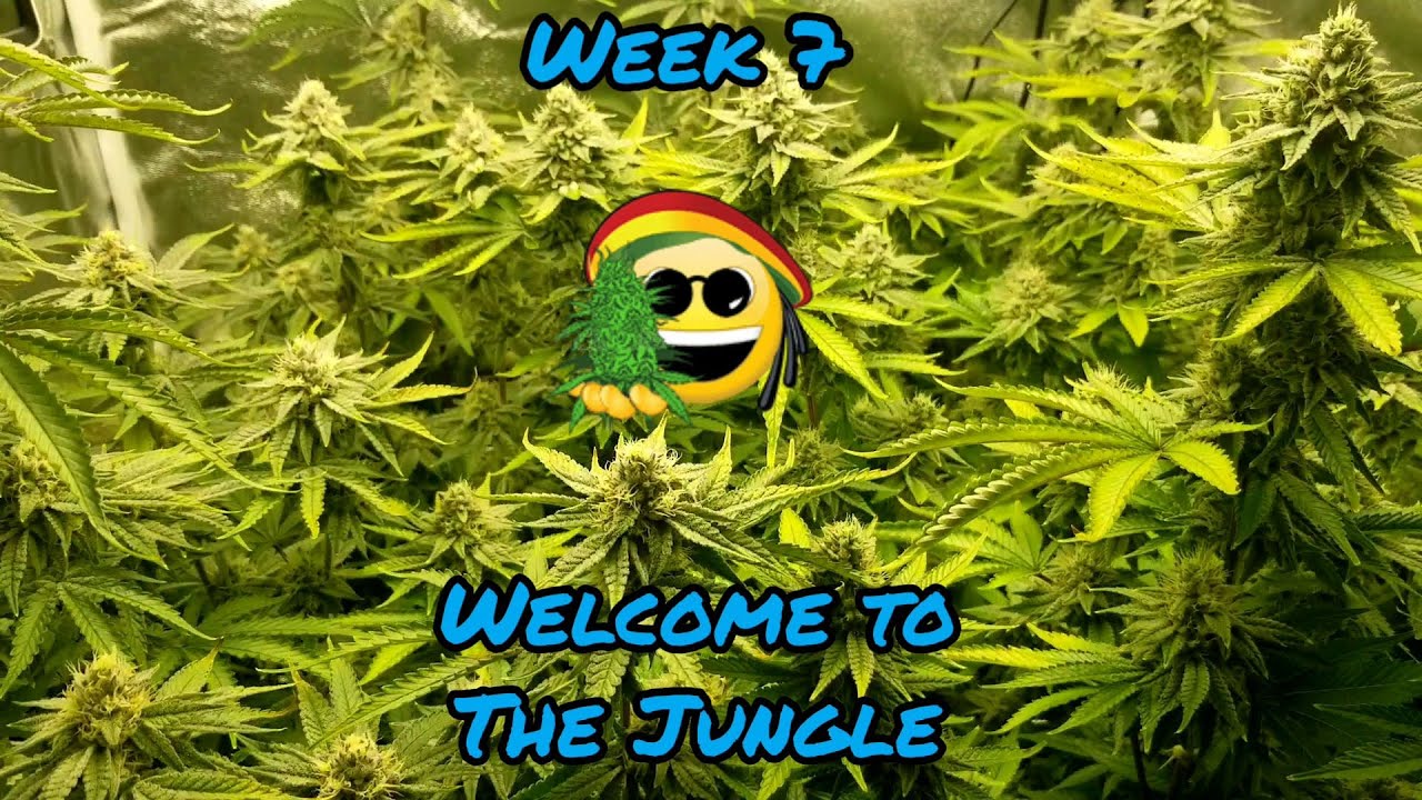 Week 7 in a EZHYDROGROW running a Mars Hydro TSW2000 led grow light inside a 3x3x5 grow tent