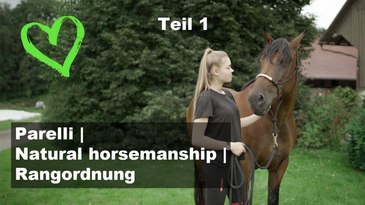 7 Spiele nach Pat Parelli | Natural horsemanship I Rangordnung
