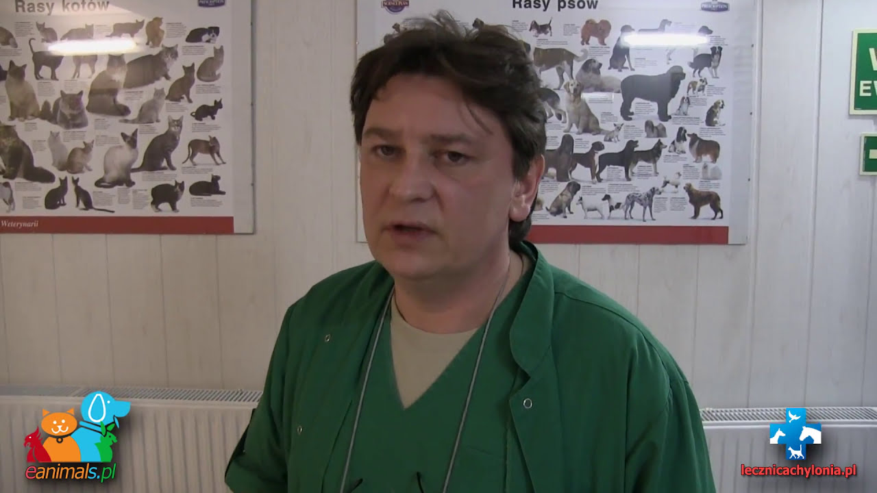 Zerwanie więzadła krzyżowego w kolanie u psa (eanimals.pl)