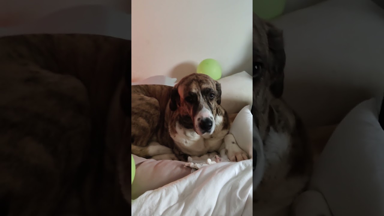 ¡He encontrado la cura para la sordera de mi Mastina! 🦴