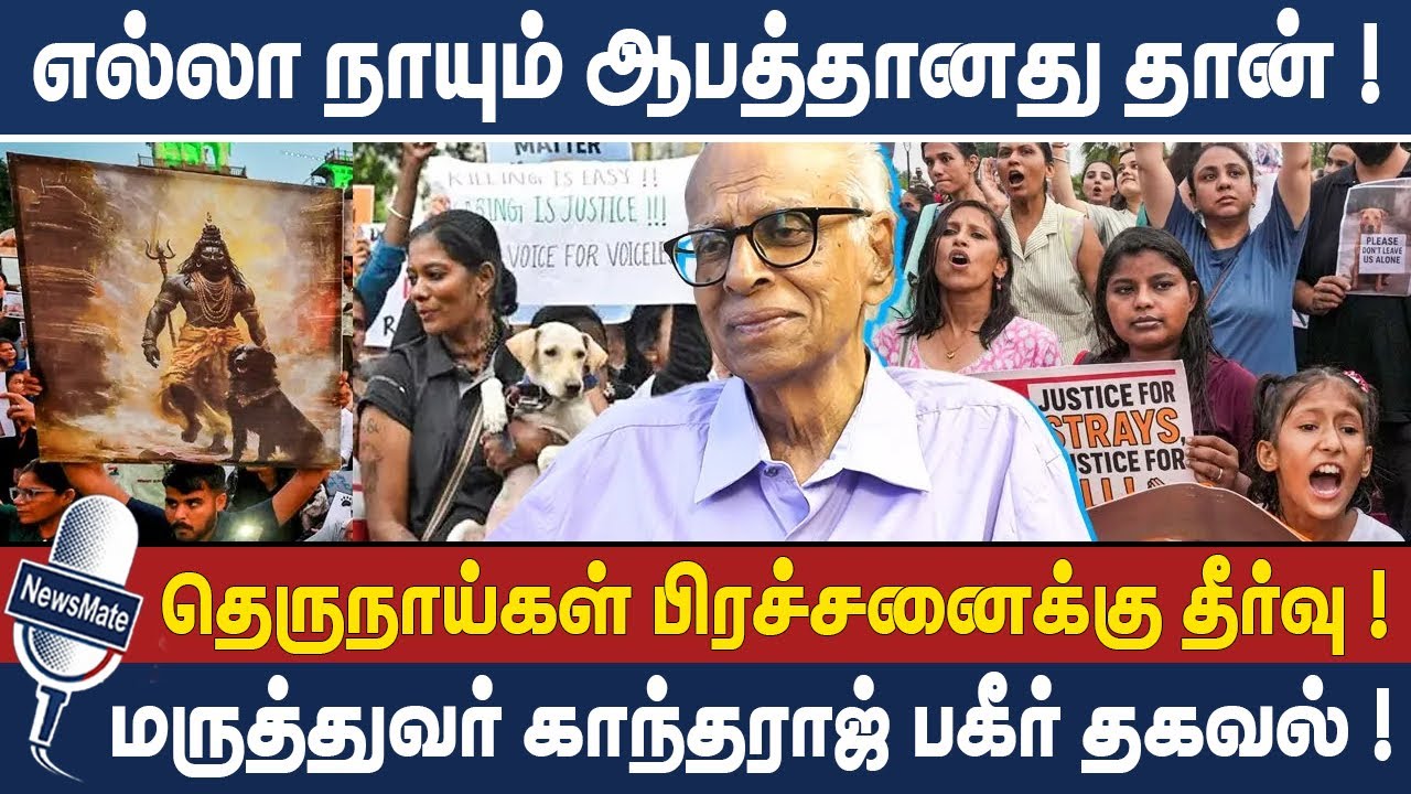 எல்லா நாயும் ஆபத்தானதுதான் ! | தெருநாய்கள் பிரசாணைக்கு தீர்வு ! #highcourt #straydogs