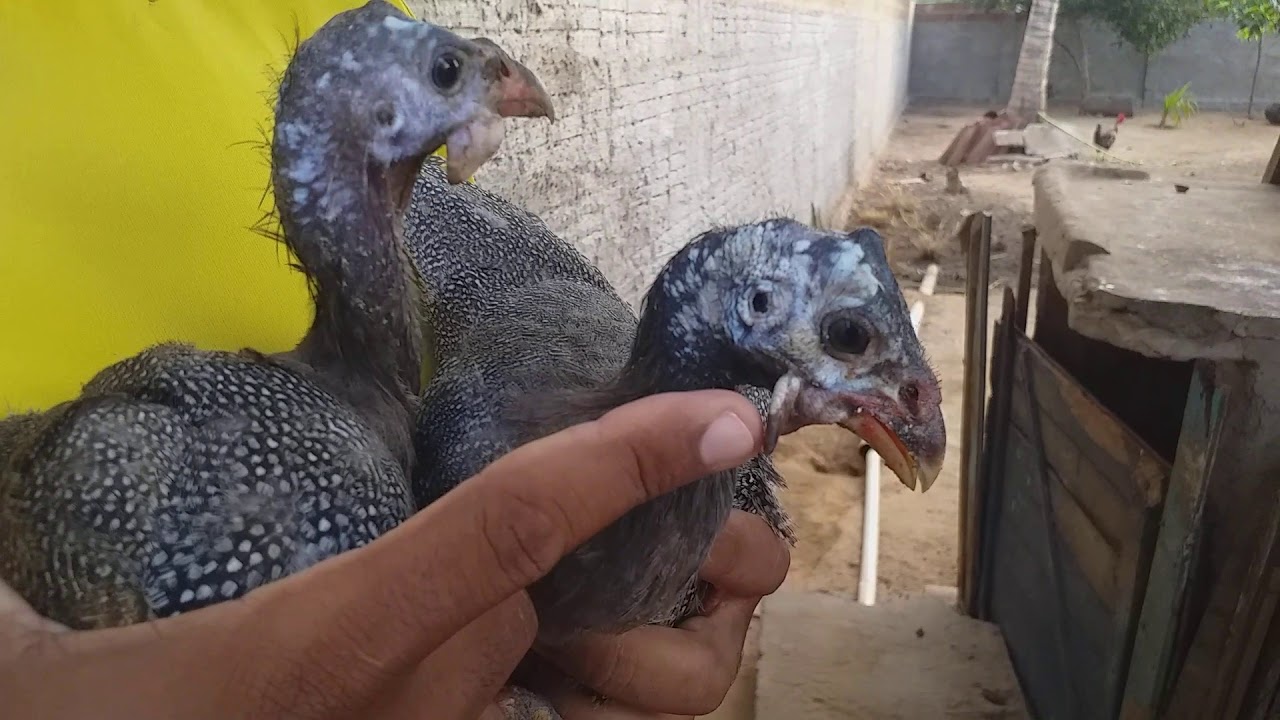como saber se é Guiné femea ou macho