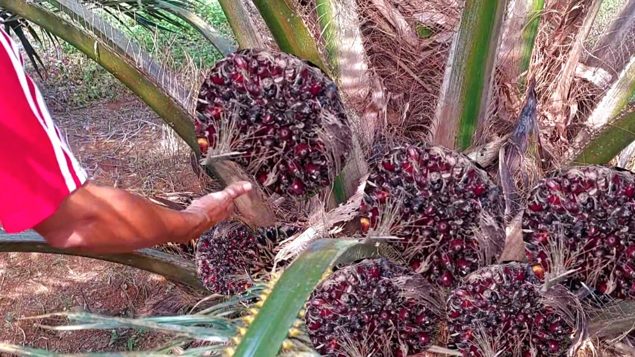 JENIS SAWIT UNGGUL PALING DI CARI PARA PETANI MASA KINI