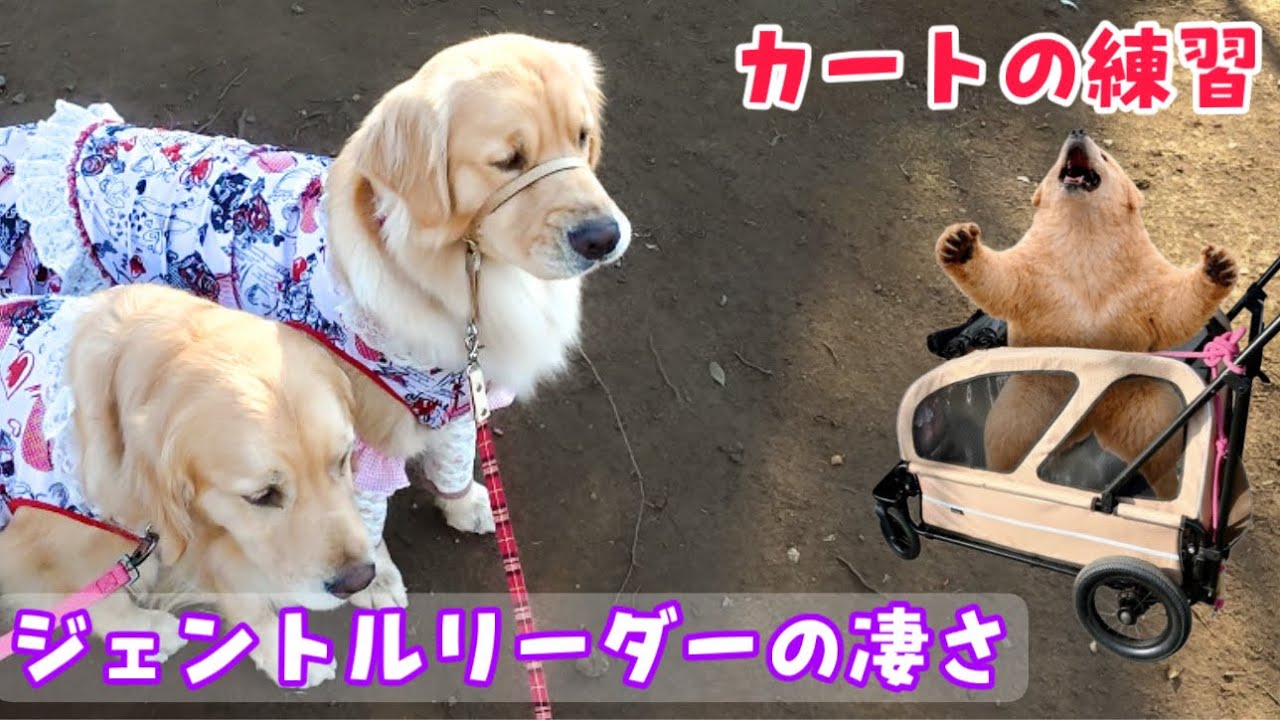 散歩でジェントルリーダーを使ってみたら凄過ぎた
