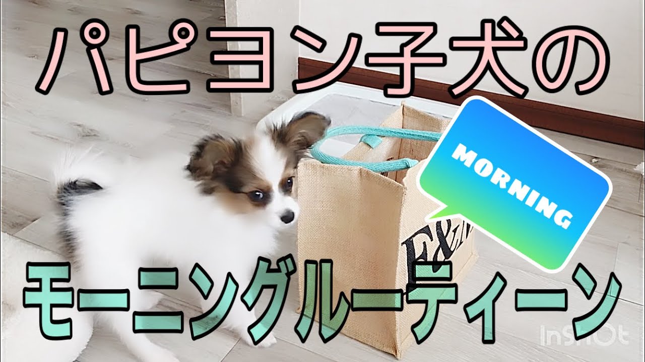【パピヨン子犬】モーニングルーティーン としつけ　Morning routine