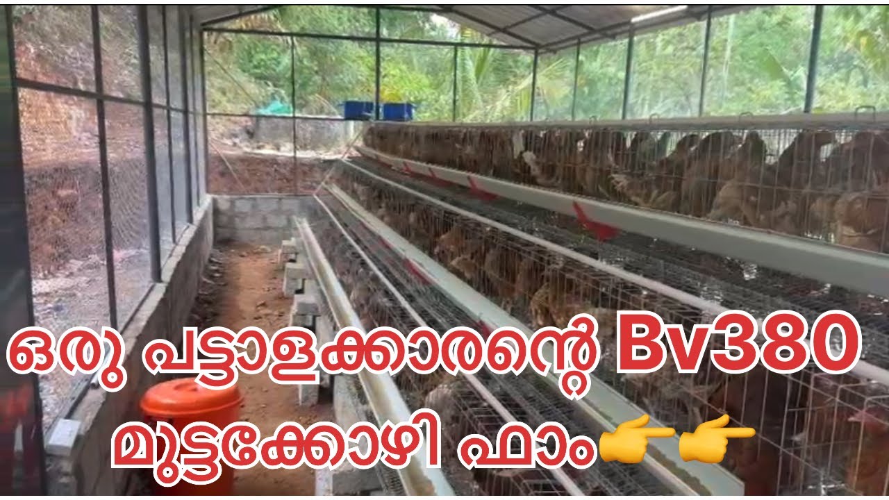 500 Bv380 കോഴിയെ വളർത്താവുന്ന ഫാം @ Punalor (Kollam)