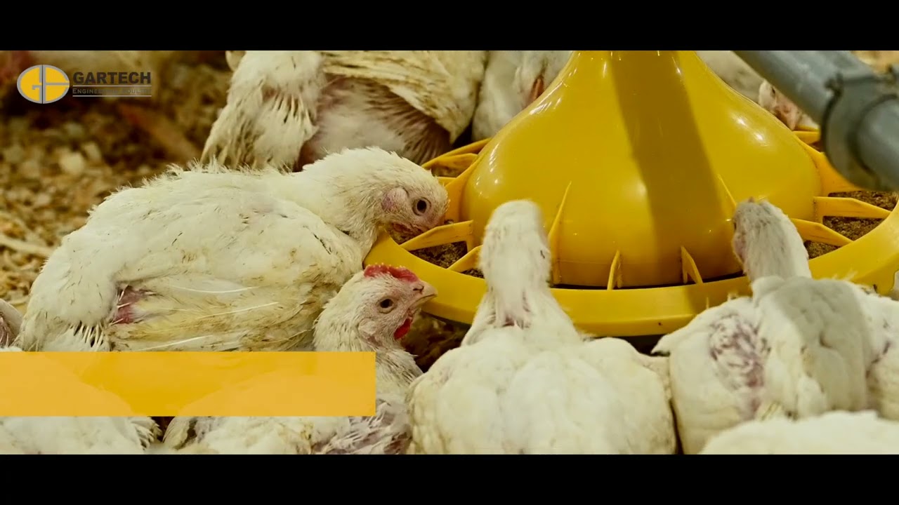 Gartech's Turnkey Broiler project
