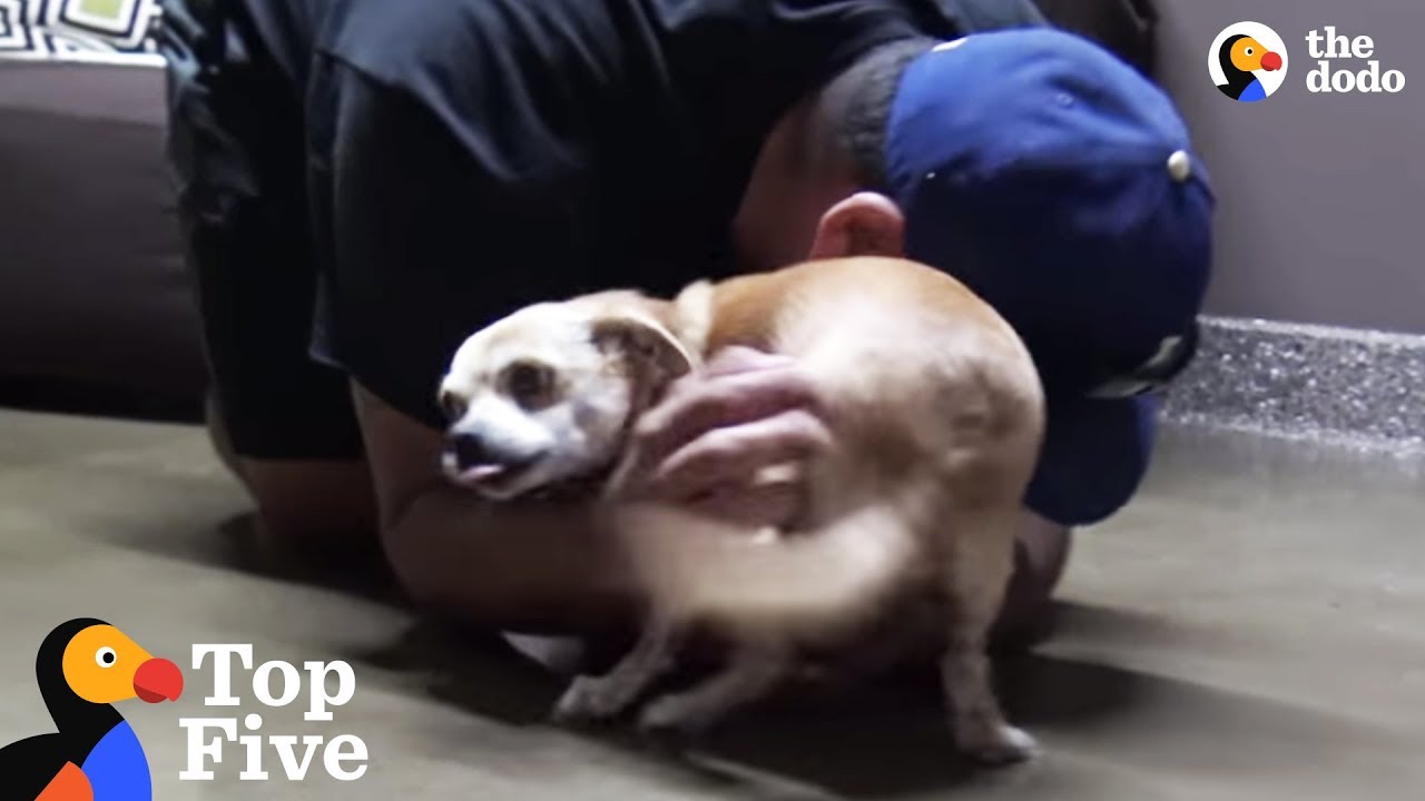 Lost Dog Reunited with Owner Thanks to Microchip: Giving Tuesday Compilation | The Dodo Top 5