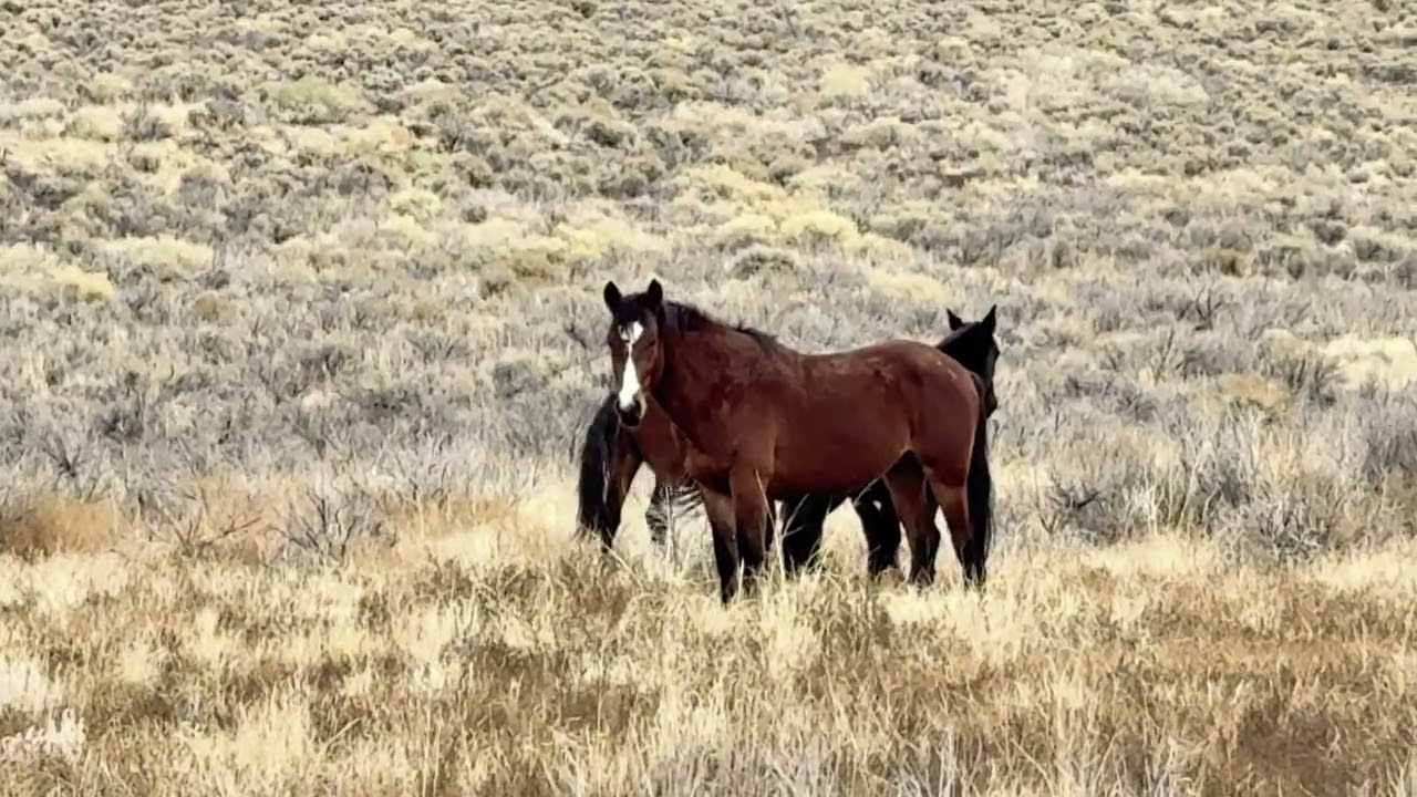 wild horses 10 24 2025