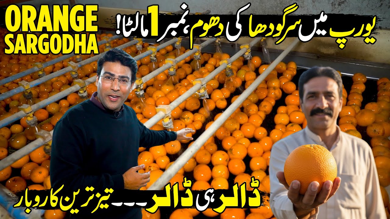 No.1 Best Quality Kinnu of SARGODHA | Billion Dollars Pakistan's New Record | Discover Pakistan