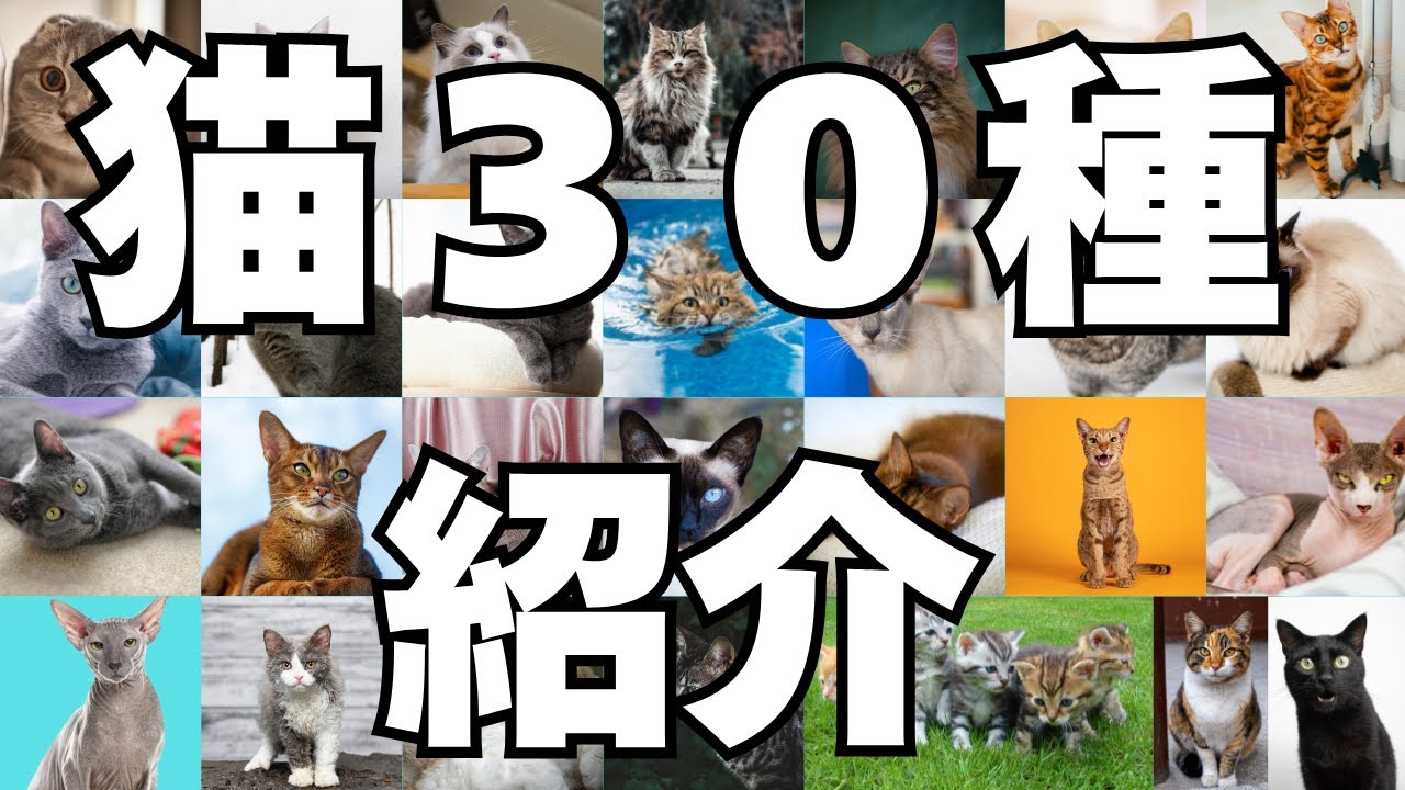 【ねこ図鑑】人気の猫30種｜性格・飼いやすさ・特徴まるわかり