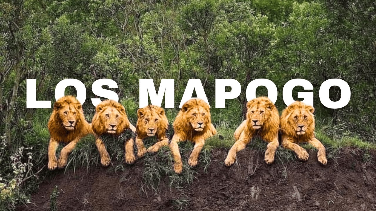 LOS MAPOGO: La coalición más temida de leones en África | Historia Completa