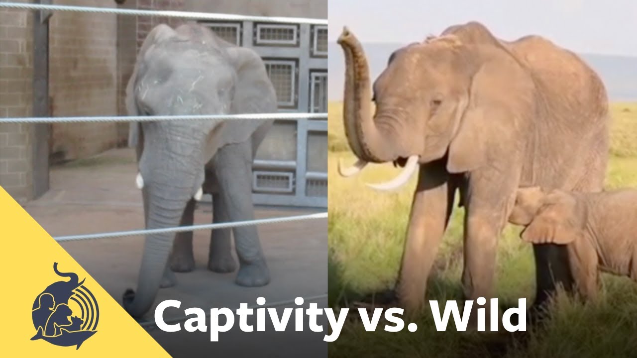 “Stereotypic” Behavior in Zoos Reveals Stress and Suffering