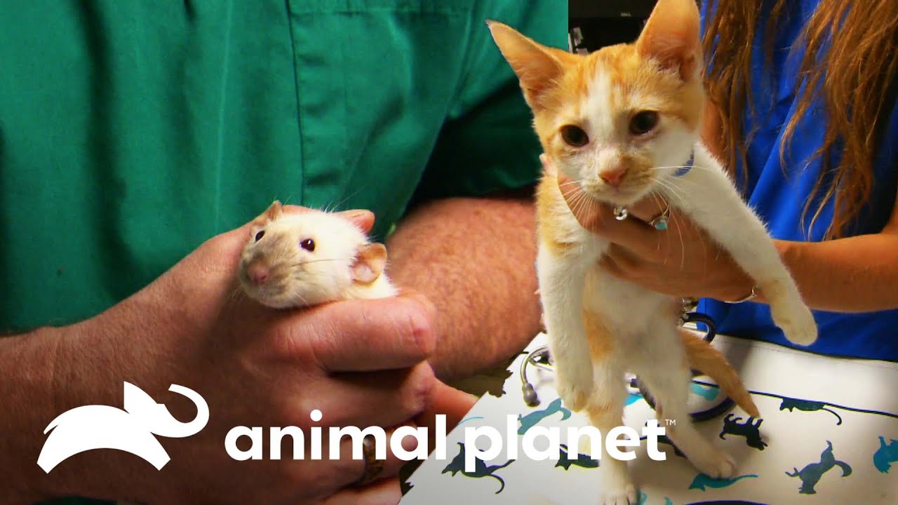 Dois animais são reabilitados pelos veterinários | Veterinário das Montanhas | Animal Planet Brasil