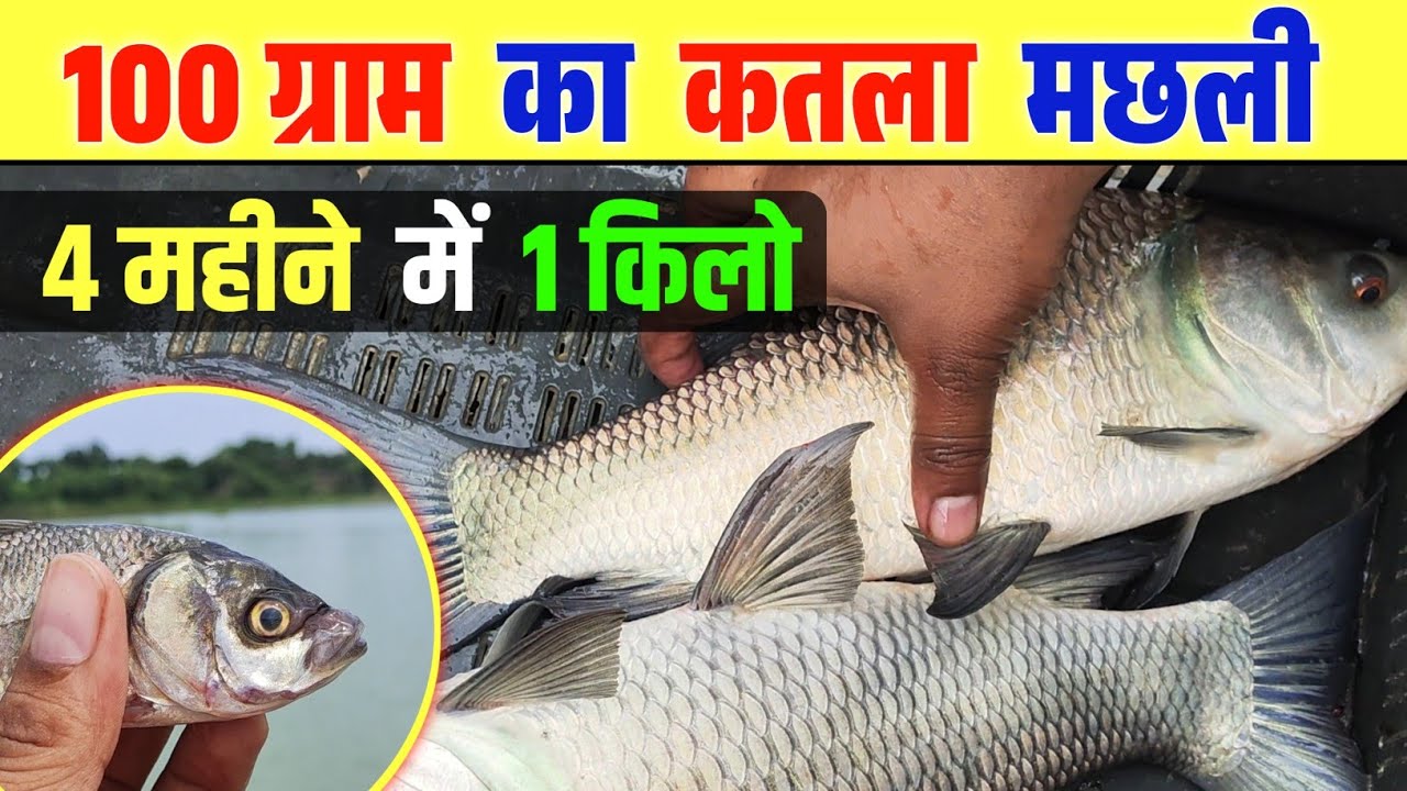 कतला मछली को कम समय में दमदार ग्रोथ बढ़ाएं || Fish Farming 