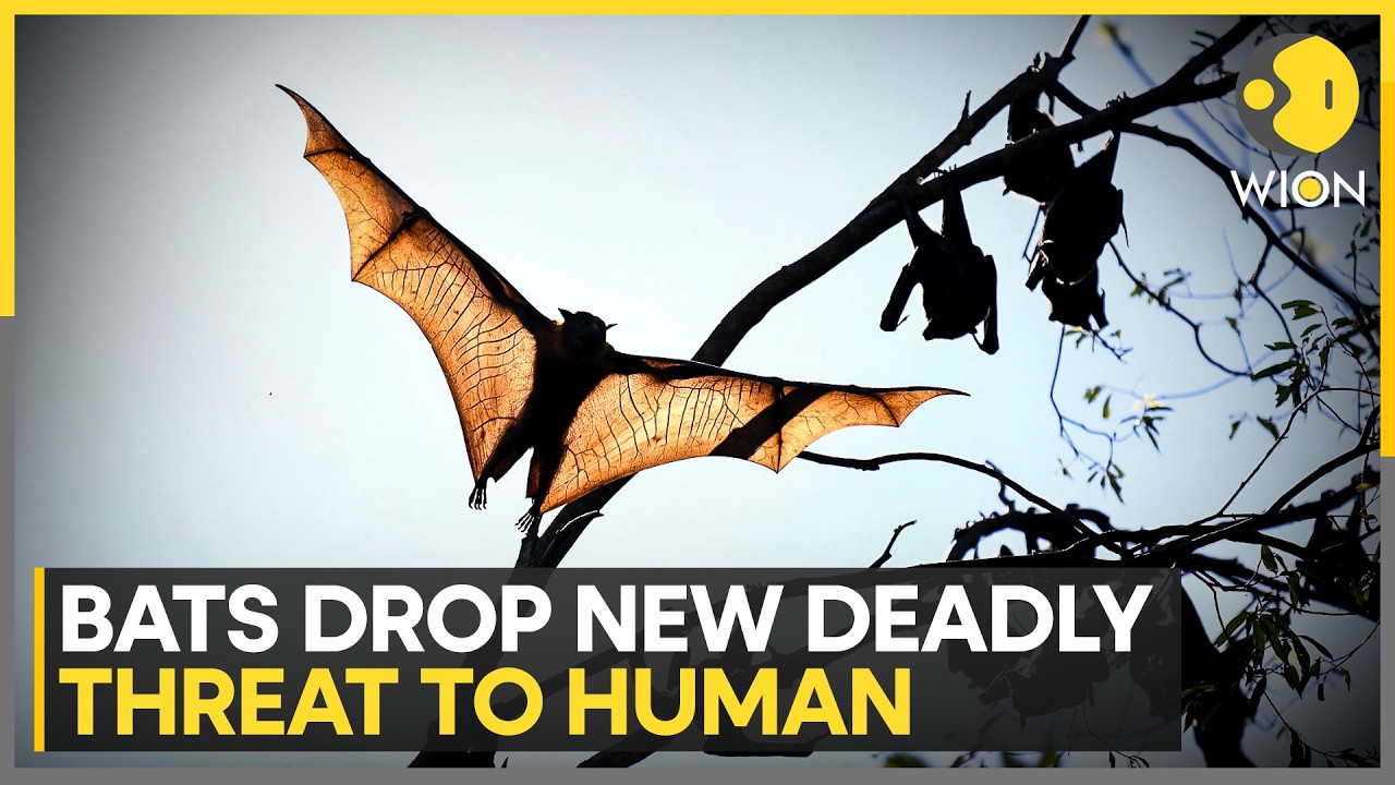 New Deadly Virus Found in Bangladesh, Virus Mimics Deadly Nipah Symptoms | WION