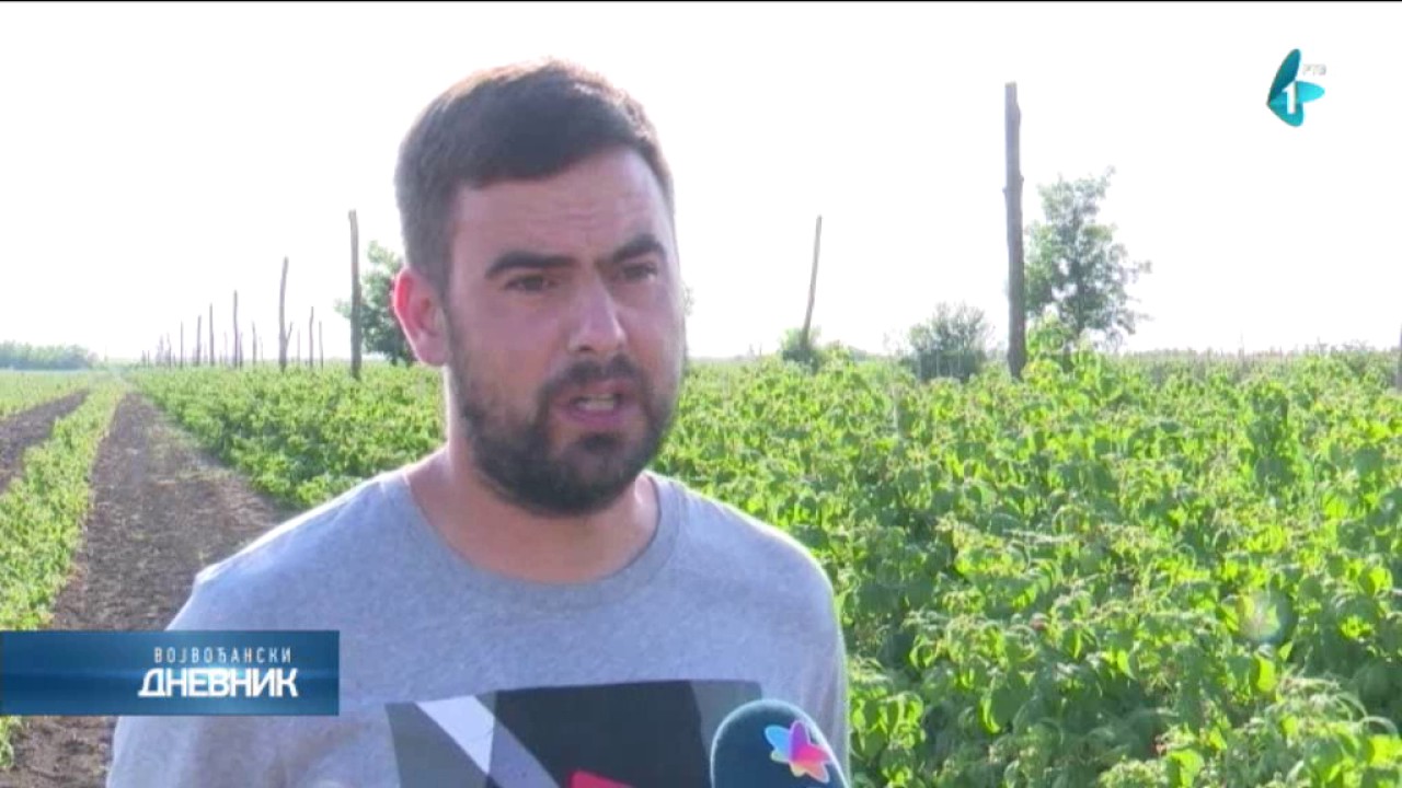 Protest malinara u Bačkom Dobrom Polju