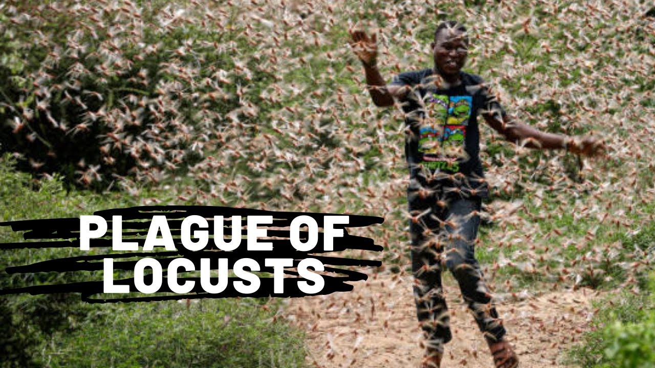 2020 Plague of Locusts Unseen for Over 30 Years Descend Upon Africa and the Middle East