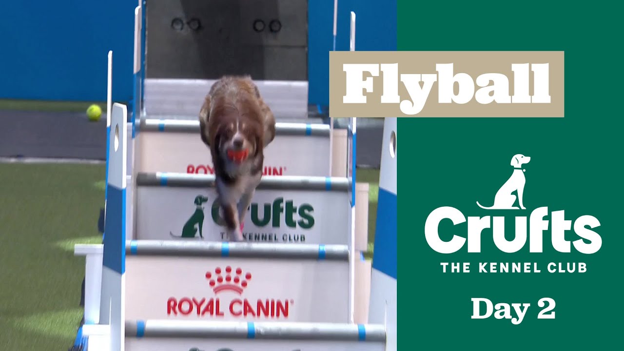 Flyball Competition - Last 16 | Crufts 2025