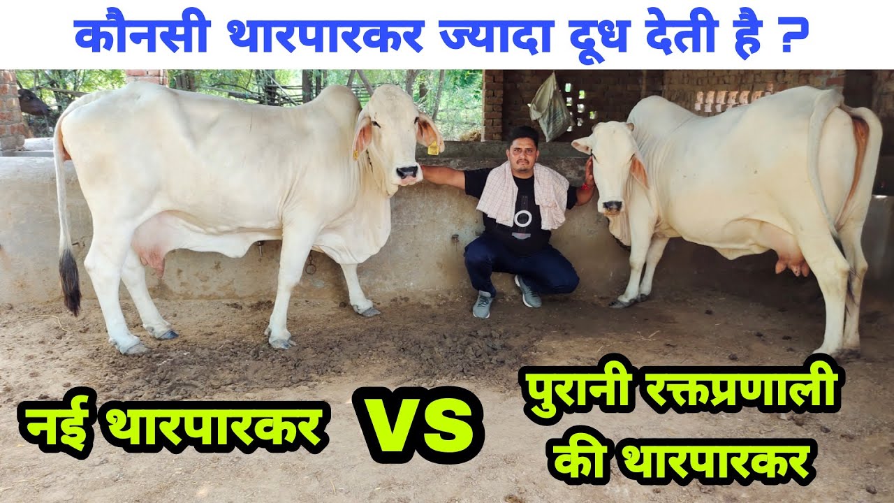 #Old bloodline vs New bloodline Tharparkar👌नई थारपारकर और पुरानी थारपारकर मे अंतर👍
