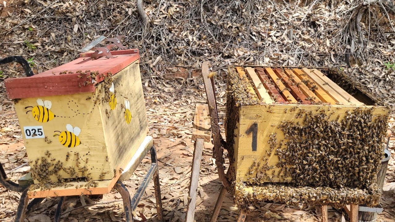 Multiplicação CEGA / Abelha apis 🐝