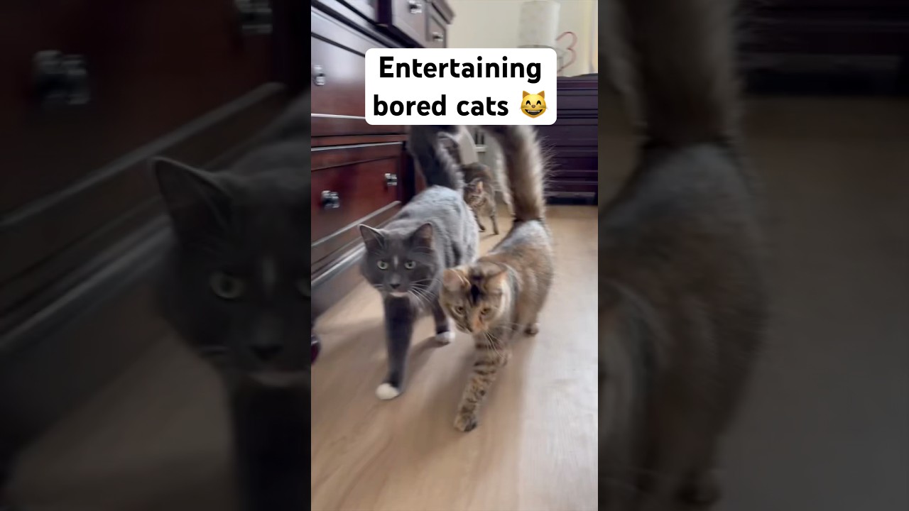 Идеи для обогащения среды обитания домашних кошек 😺