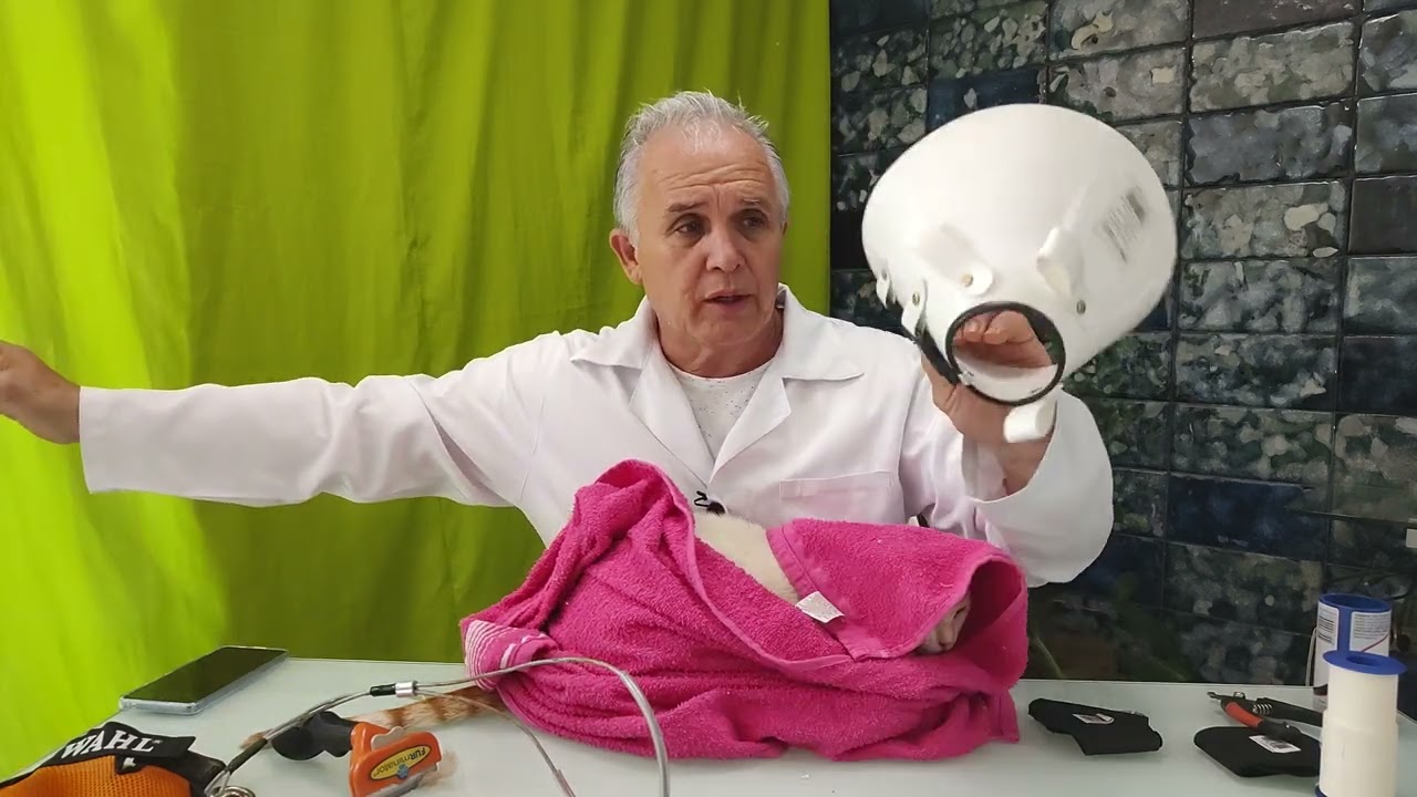 Contenção de gatos.