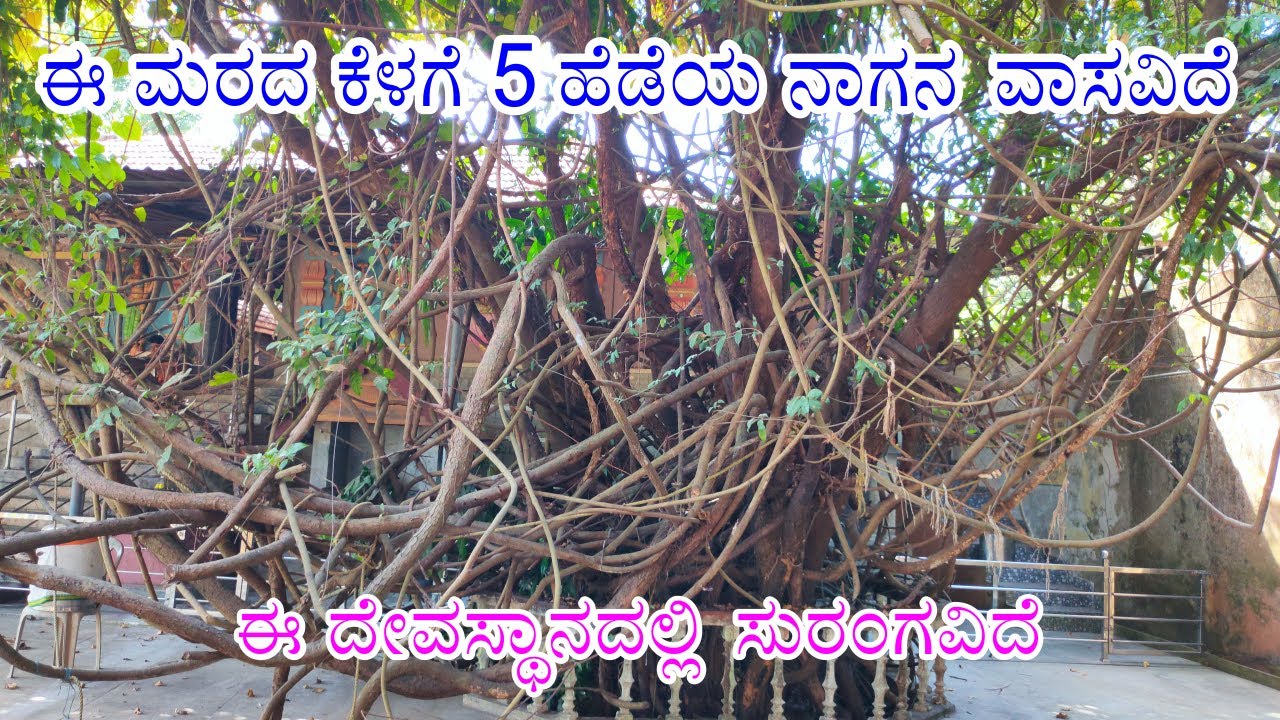 ಸುಮಾರು 3500 ವರ್ಷಗಳ ಹಳೆಯ ದೇವಾಲಯ | Adyapady Bibilacchil Durgaparameshwari Temple | Karavali Couple