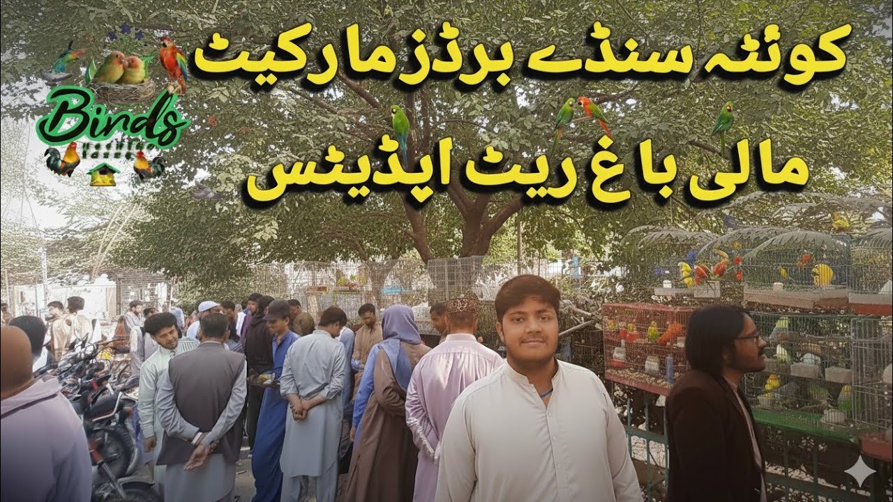 Quetta Sunday Birds Market Mali Bagh | کوئٹہ سنڈے برڈز مارکیٹ مالی باغ | urdu/hindi 19/10/2025|