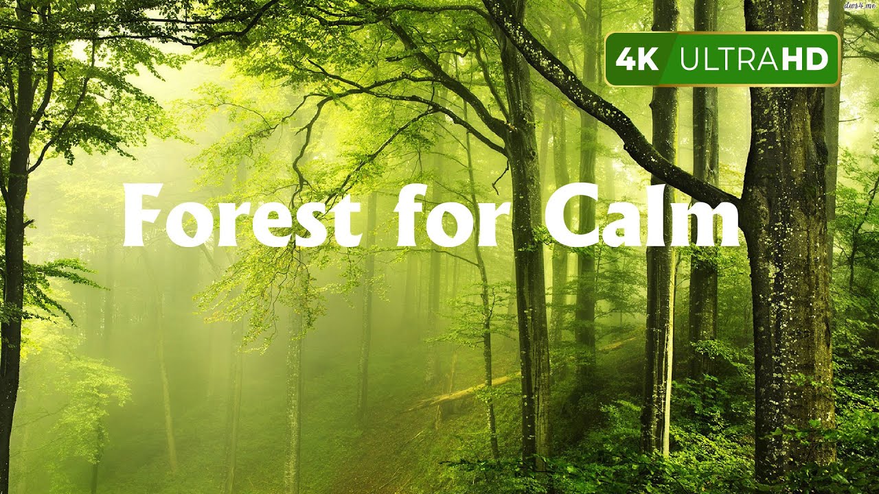 Birds Singing Without Music, Birds Singing in the Forest for Calm, Focus & Deep Peace - 3 Hours