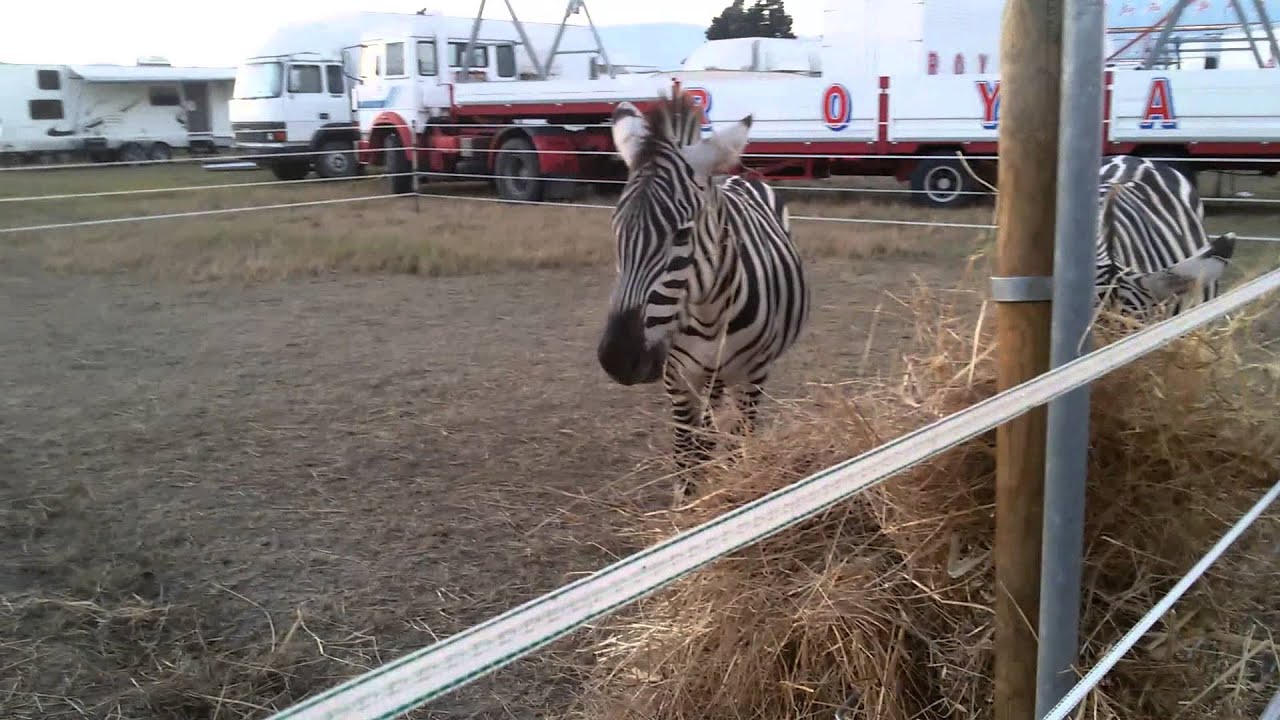 Lo zoo del circo royal.