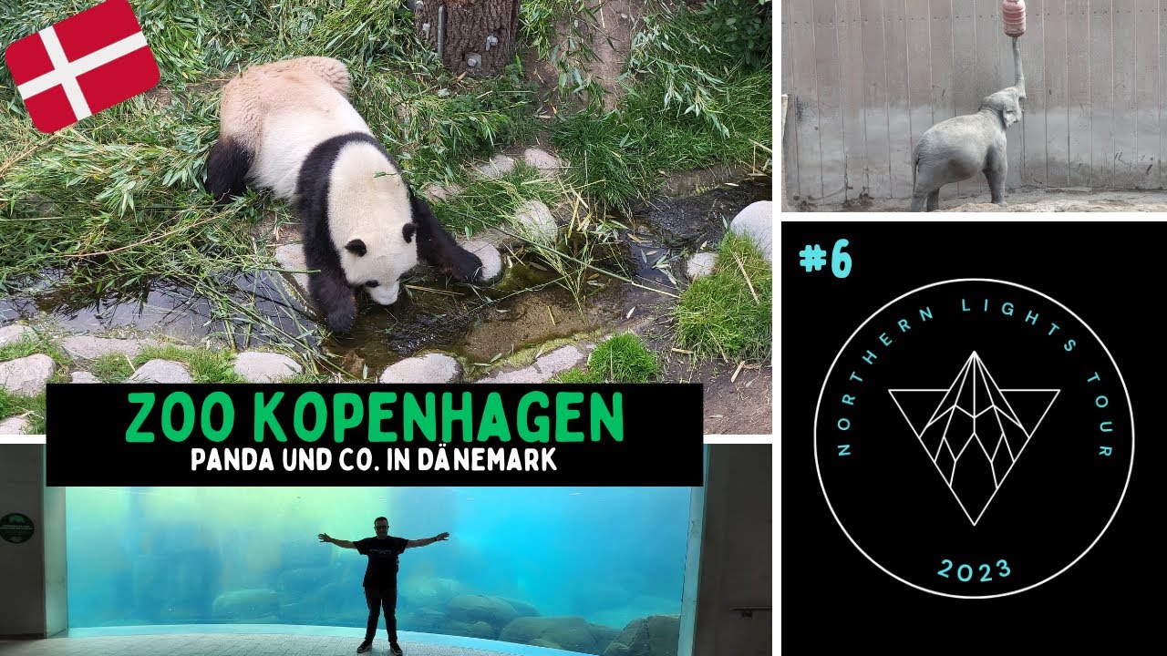 Der schönste Zoo Europas? Zoo Kopenhagen 2023 - Ein Zoo zum Verlieben mit PANDAS | XXL VLOG