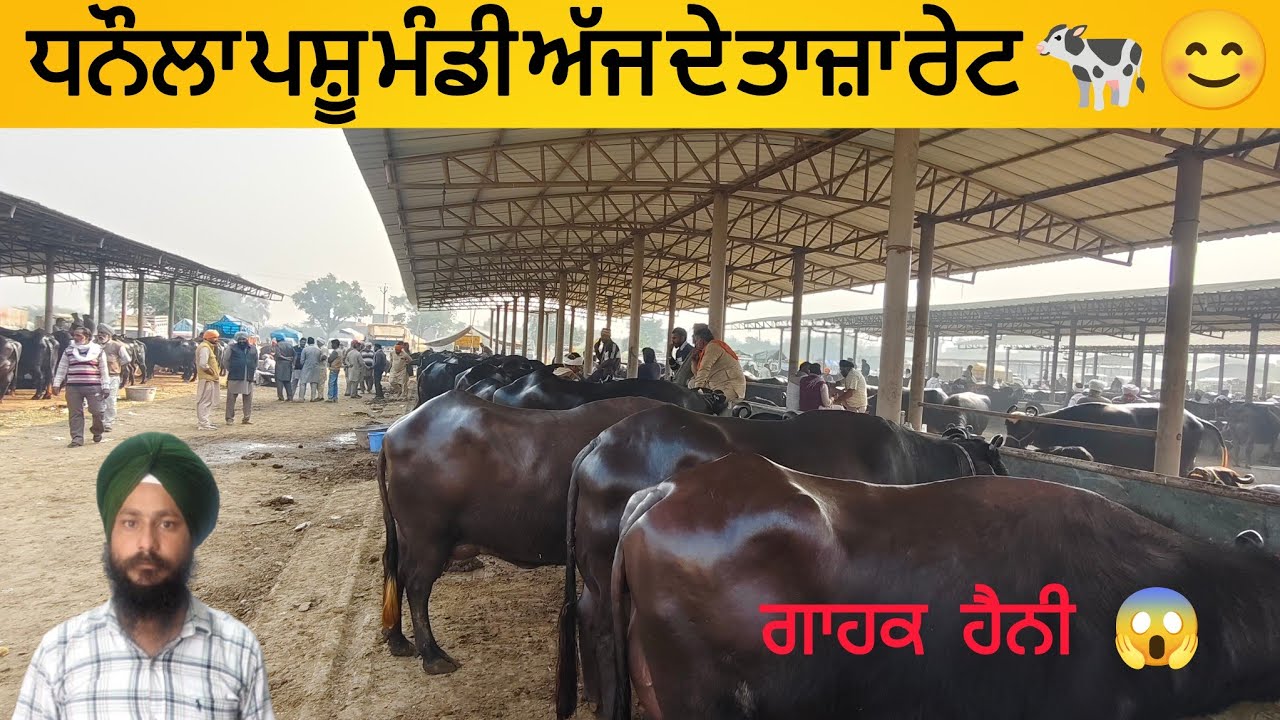 ਧਨੌਲਾ ਪਸੂ ਮੰਡੀ | dhanaula Pashu mandi today #buffalo #cow