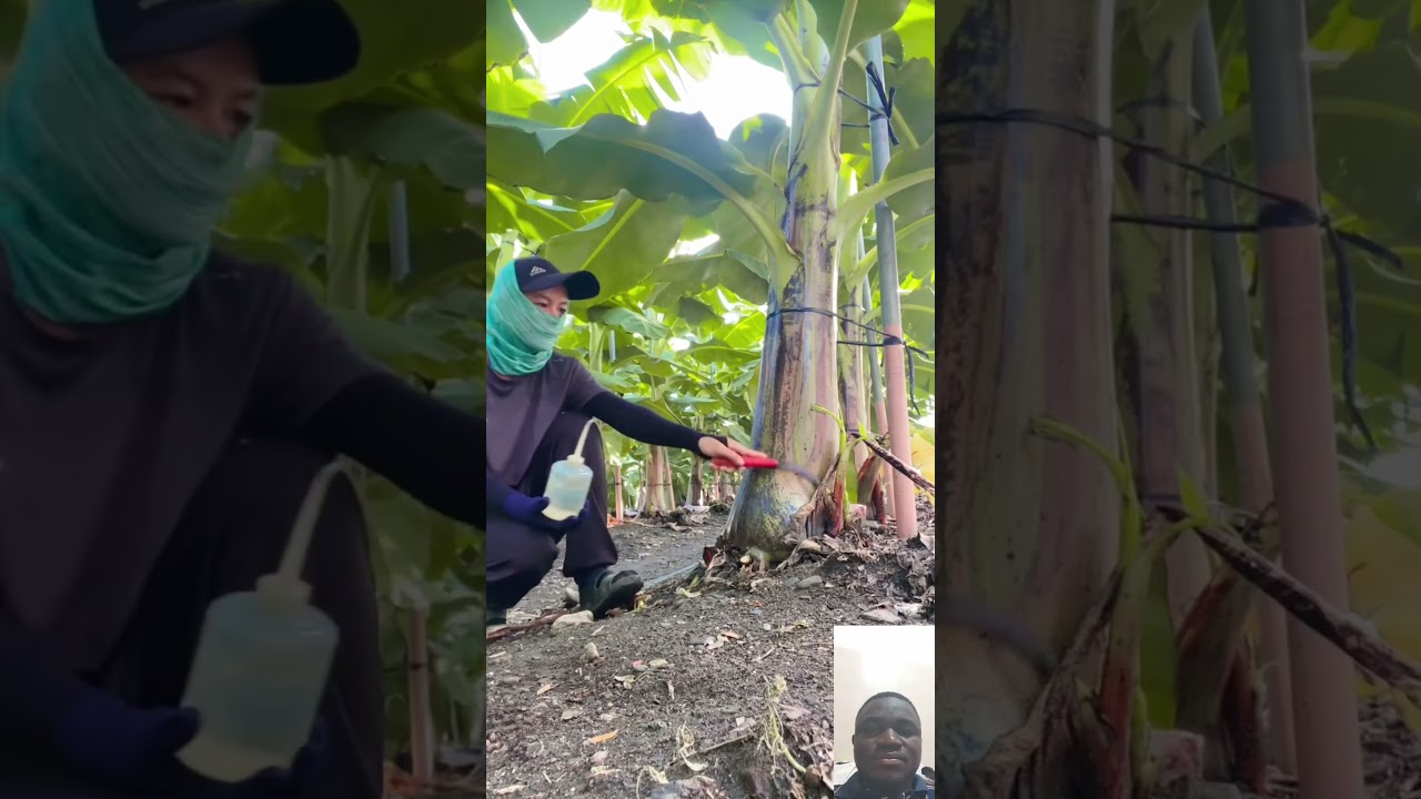 Pruning Plantain #plantain #pruning #plantainfarming #banana #plantation #viral #shorts #trending